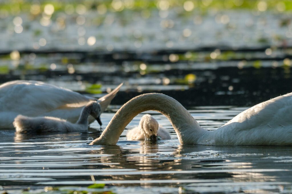 Cygnet and swans at great meadows national wildlife refuge