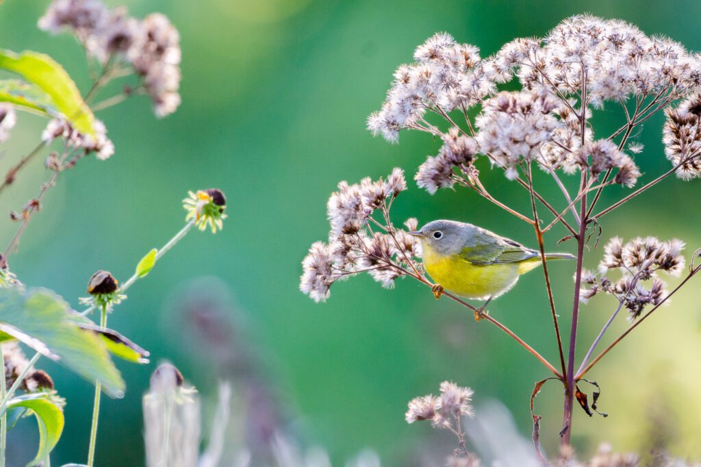 Nashville warbler on joe pye weed at mount auburn cemetery