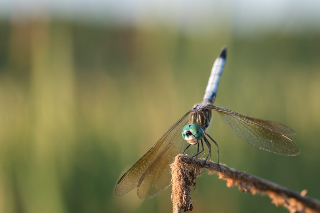 dragonfly on a cattail  at great meadows national wildlife refuge