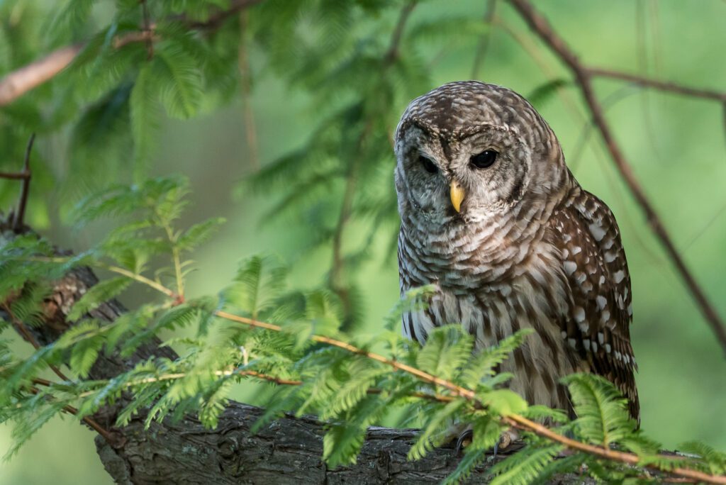barred owl in a cypress tree at mount auburn cemetery
