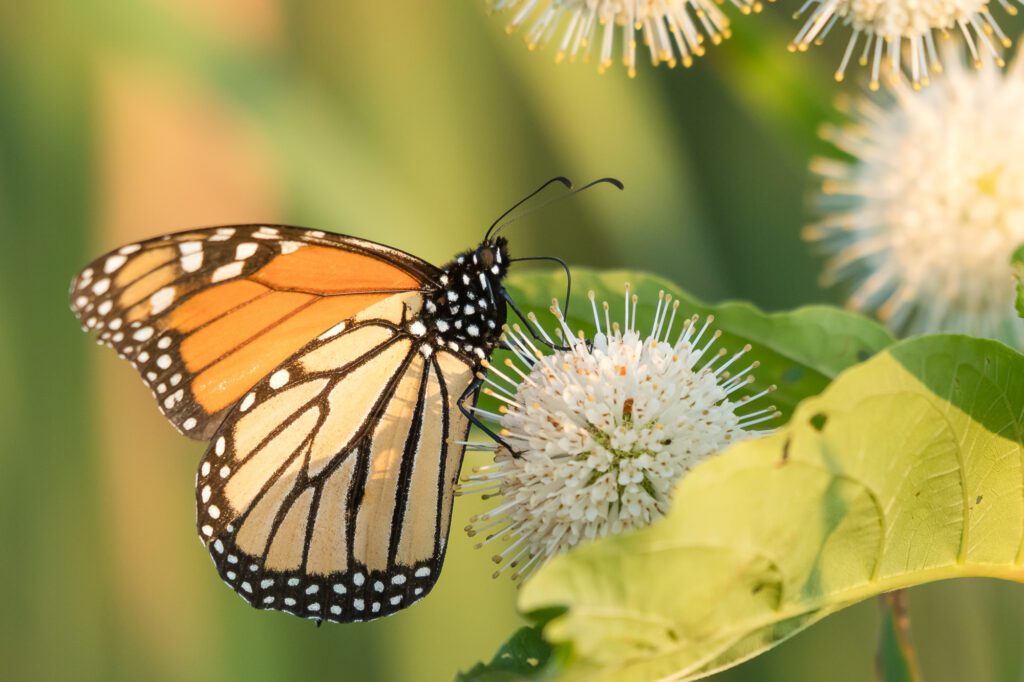 monarch butterfly on buttonbush  at great meadows national wildlife refuge