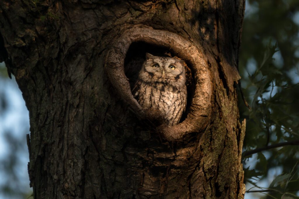 eastern screech owl in a hole at mount auburn cemetery