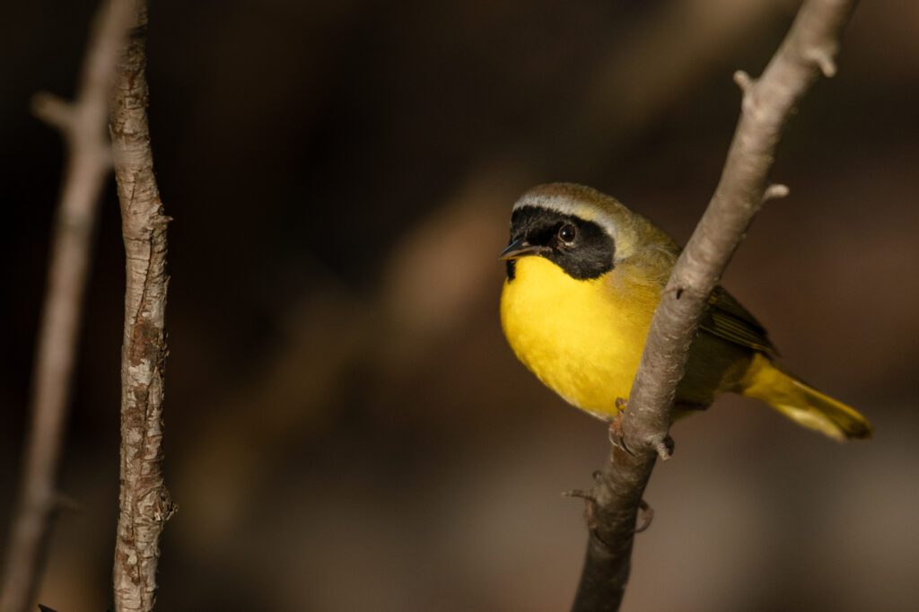 Common yellowthroat  at great meadows national wildlife refuge