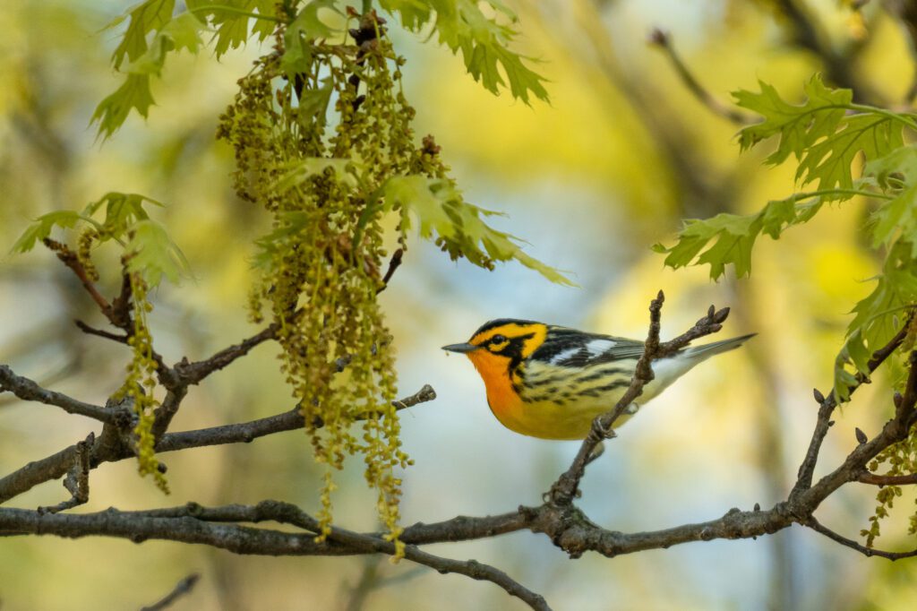 blackburnian warbler in an oak tree at mount auburn cemetery