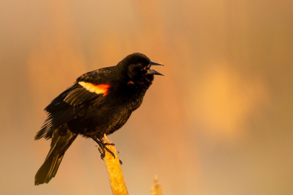 redwing blackbird at great meadows national wildlife refuge