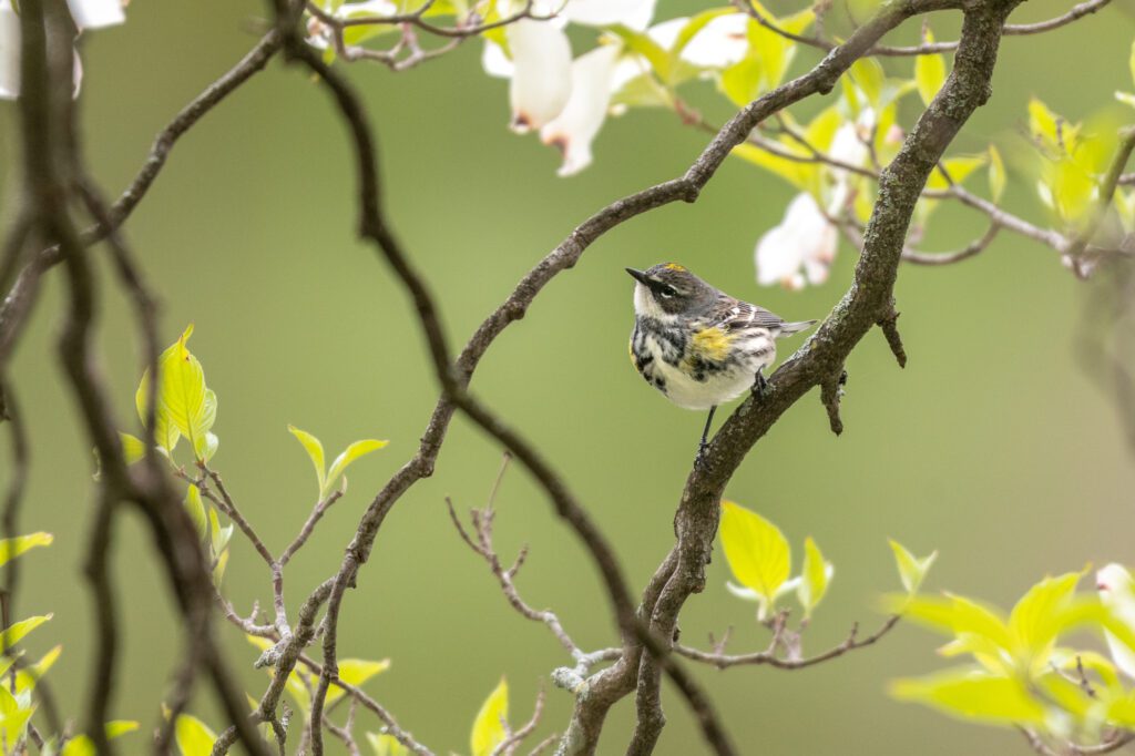 yellow rumped warbler in a magnolia tree at mount auburn cemetery