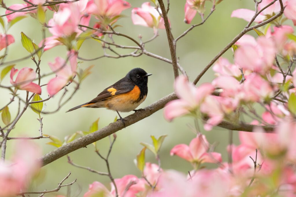 american redstart in a dogwood tree with flowers at mount auburn cemetery