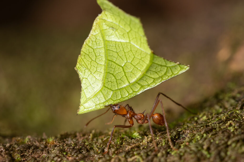 leaf cutter ant taken in Costa Rica