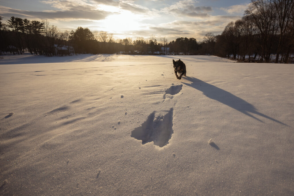 Dog running across snowy Lincoln farm field in golden hour light during winter family session - Corey Flint Photography