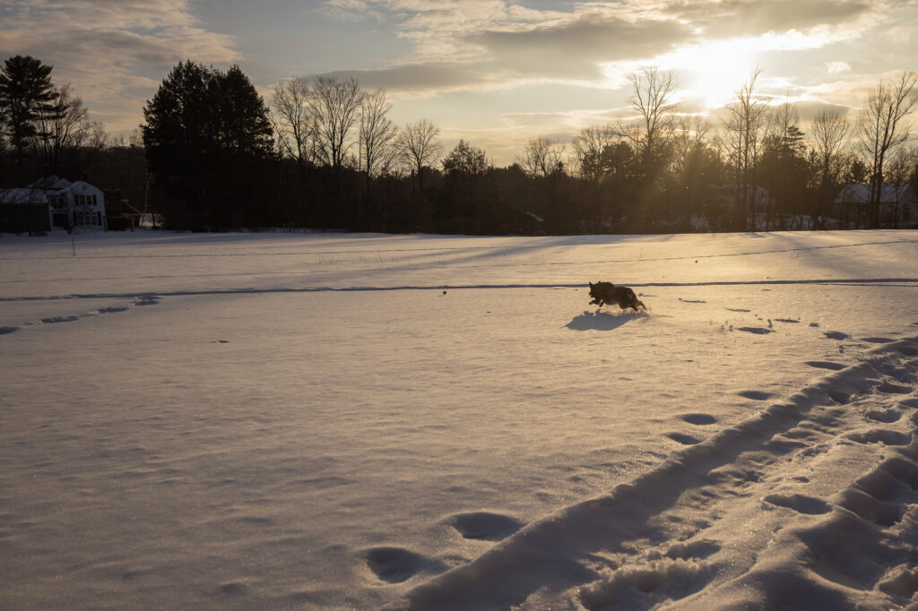 Dog bounding through open snowy field at golden hour during outdoor family photographer session in Lincoln MA - Corey Flint Photography
