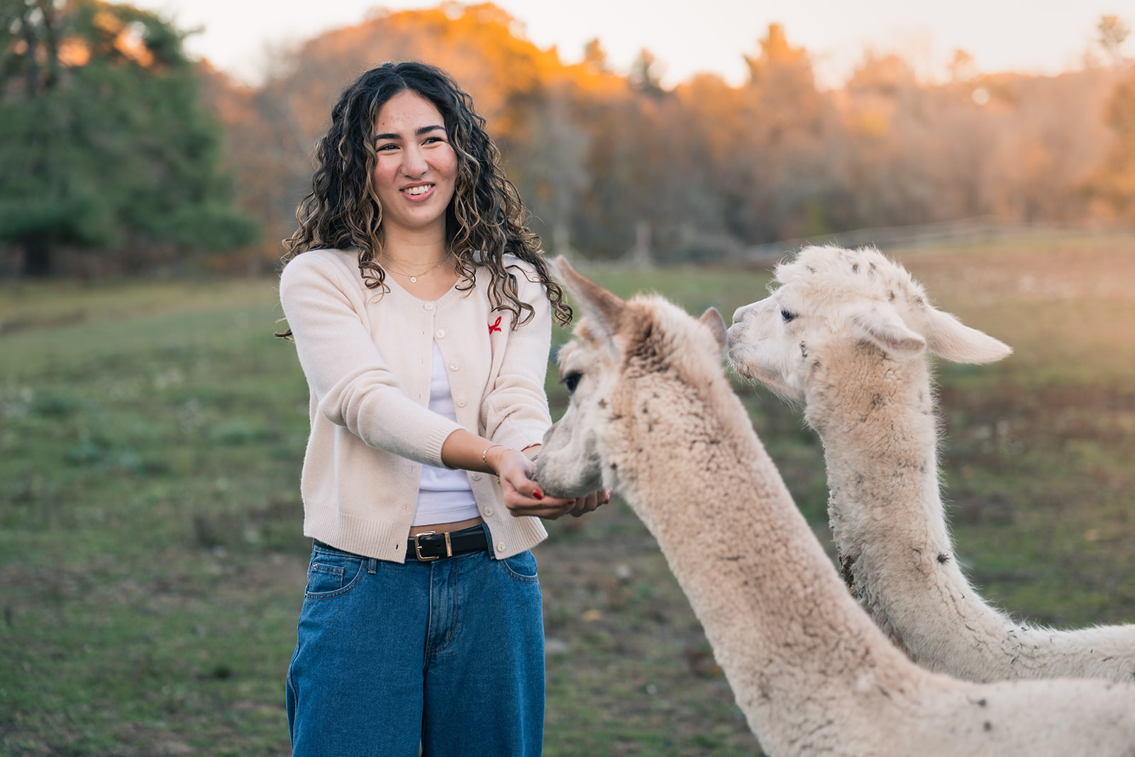 Teen girl laughing while feeding a cream-colored alpaca at sunset on a Lincoln, MA farm during a fall family photo session