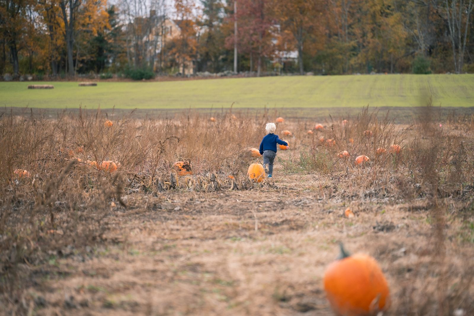 A little boy running alone down a row of the uncrowded pumpkin patch at Flint Farm, with fall foliage behind