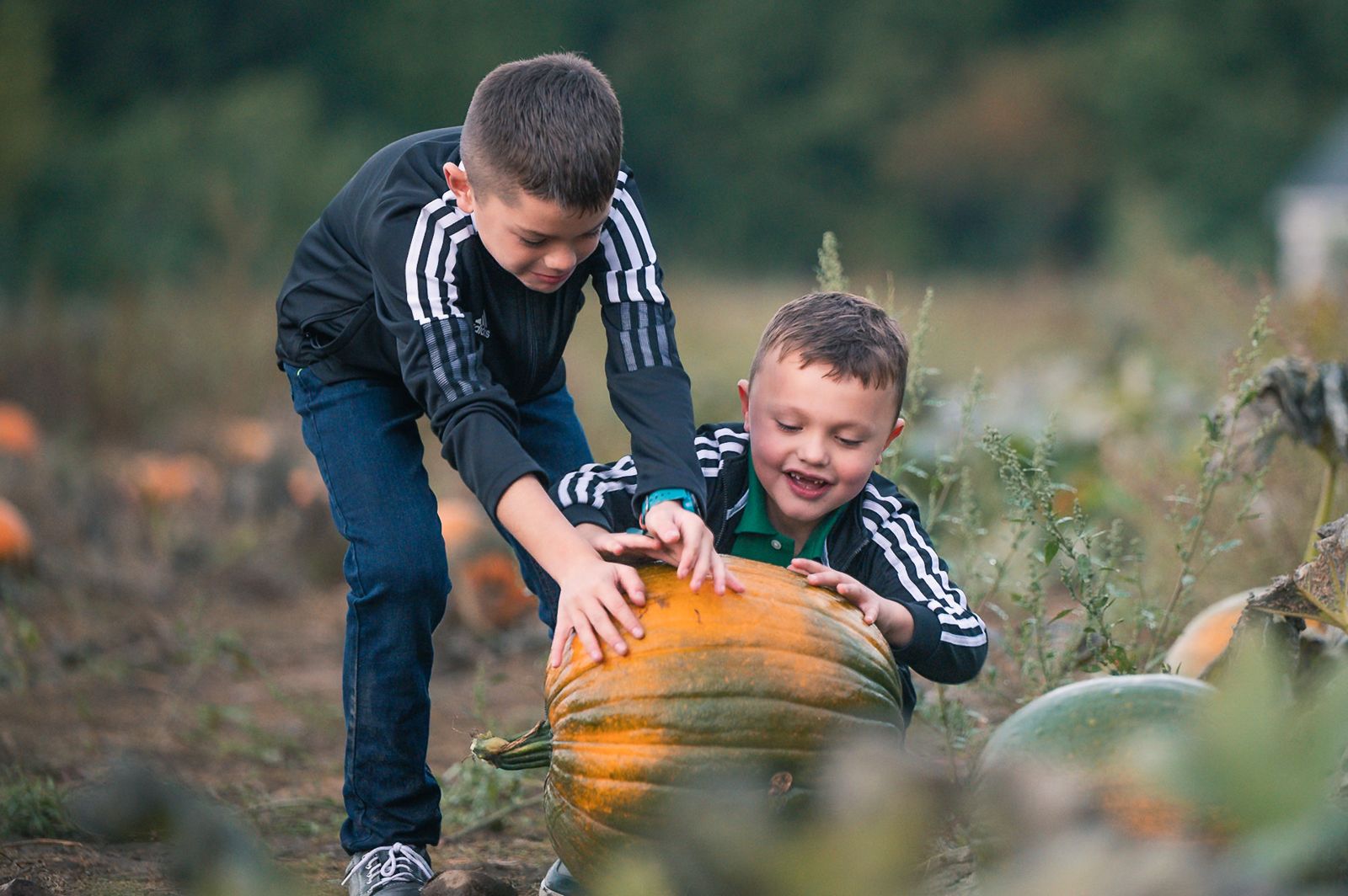 Two brothers trying to roll a giant pumpkin together at Flint Farm