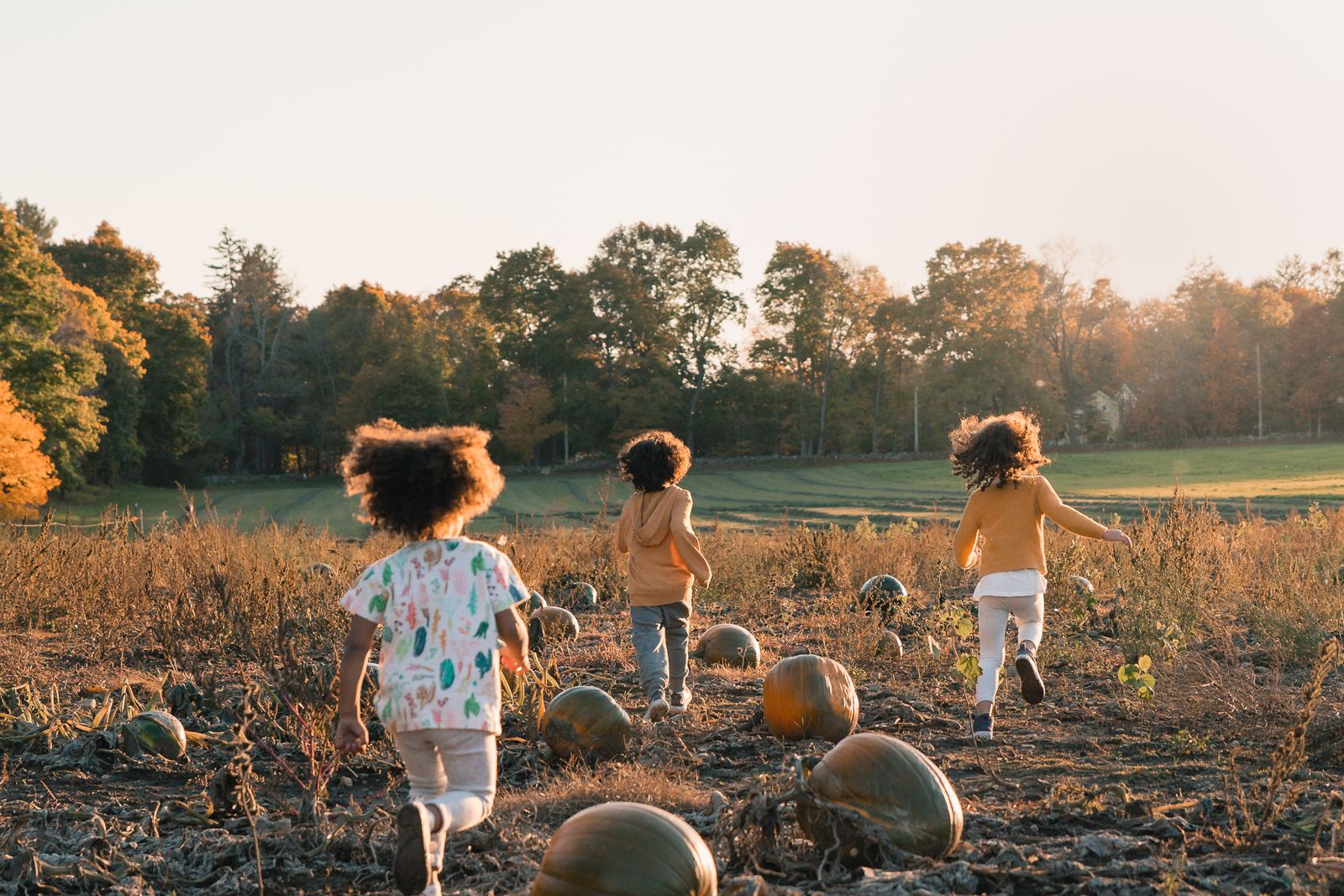 Three kids running through the pick-your-own pumpkin patch at Flint Farm in Lincoln, MA at sunset
